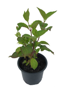3 HYDRANGEA (Seconds) macrophylla Red Baron - 2L Pots