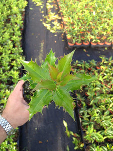 15 Holly Hedging Plants - Ilex Aquifolium Alaska - Evergreen - apx 25-35cm in Pots