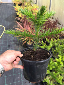 Monkey Puzzle Tree Plant (Araucaria araucana) - 20-30cm Tall - 2L Pot - Great Gift