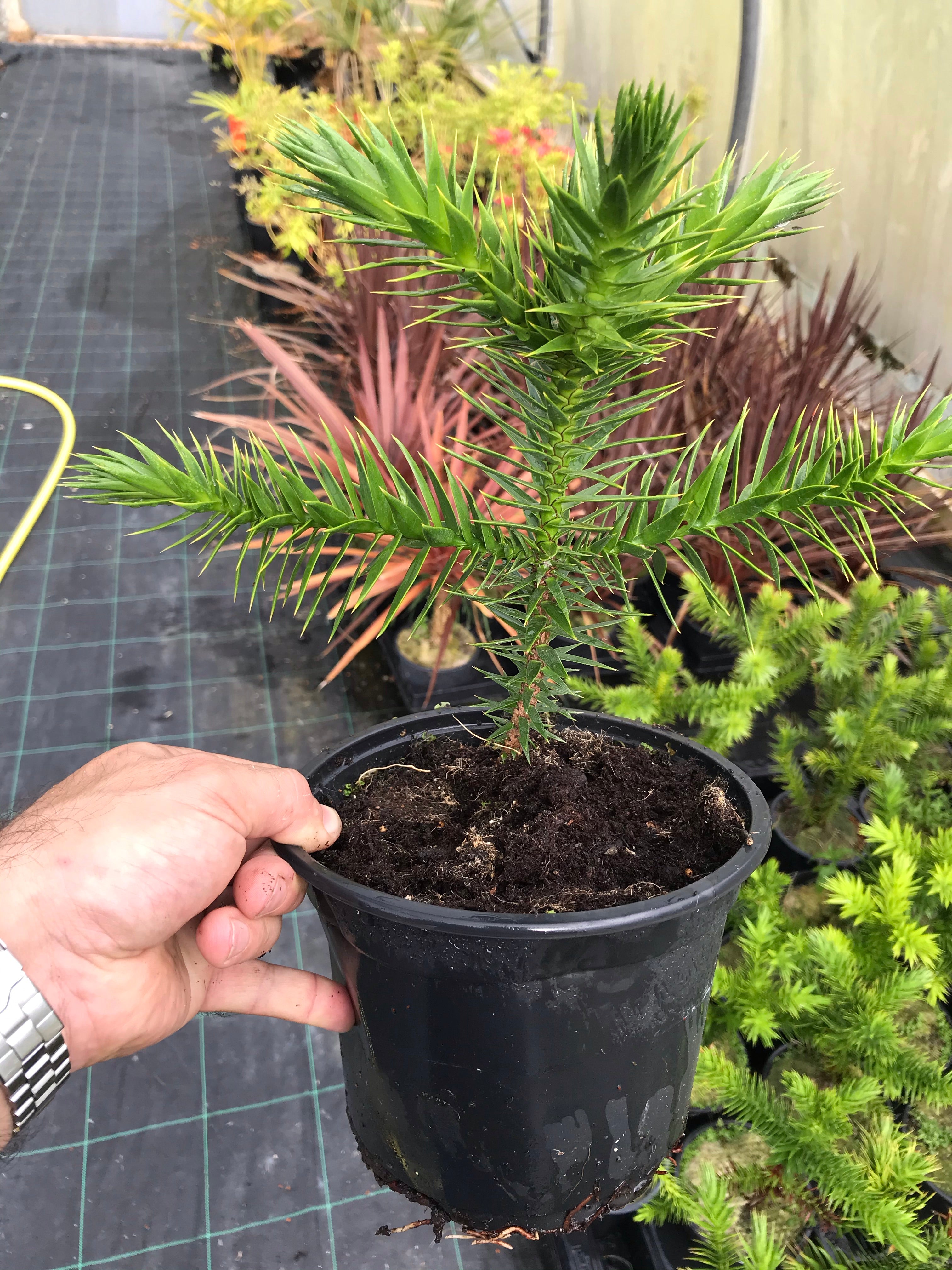 monkey puzzle tree bonsai 1 Monkey Puzzle Tree Araucaria araucana Potted, 4 Years Old – Martin's  Nursery