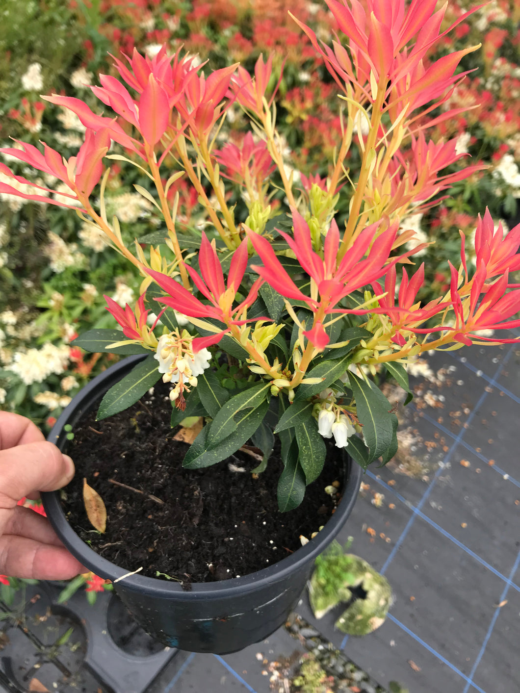 3 Pieris 'Forest Flame' Shrub in Large 2L Pots Evergreen