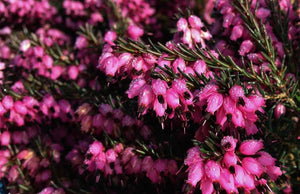 20 Mixed Heather - Winter Flowering, Ground Cover - Red, Pink, Purple, White