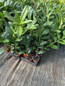 10 Cherry Laurel Hedging apx 20-30cm in Pots - Great Quality