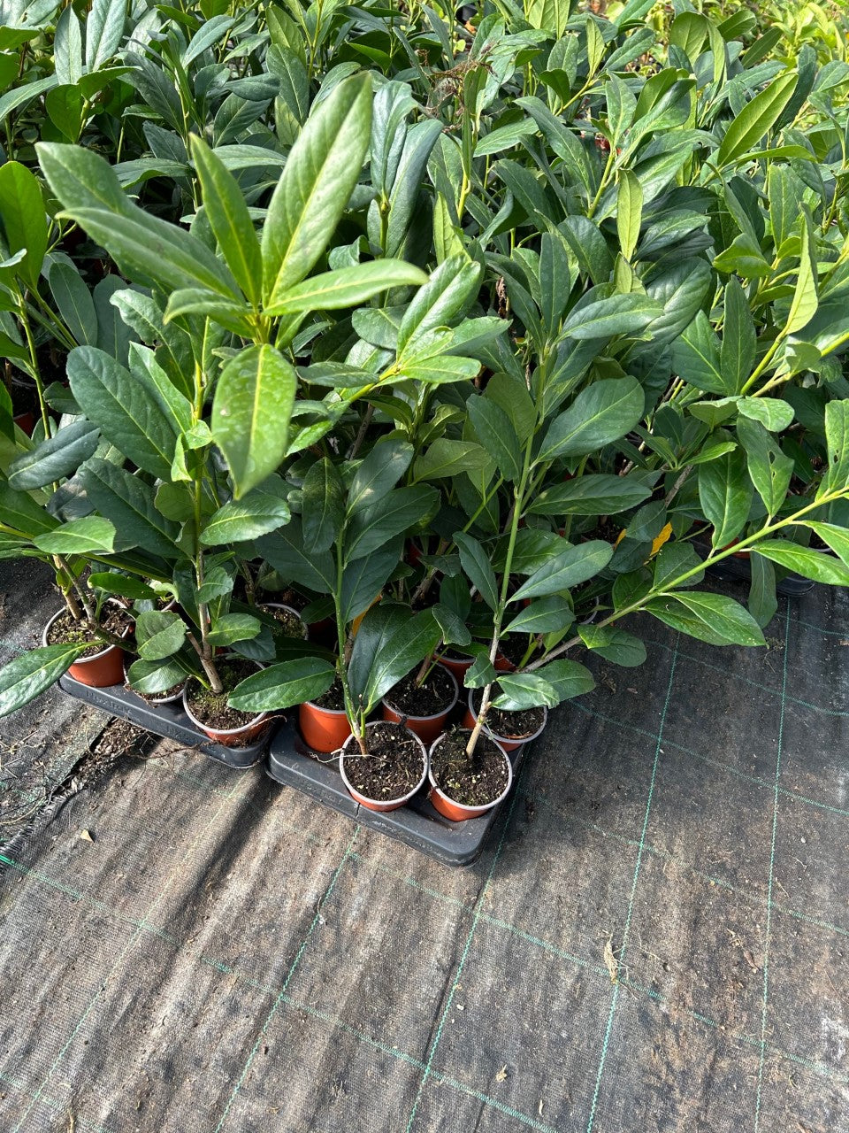 30 Cherry Laurel Hedging apx 25-40cm in Pots - Great Quality