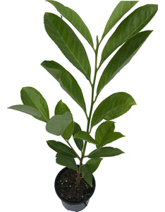 40 Cherry Laurel Hedging apx 30-50cm in Pots  - Great Quality