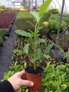 15 Cherry Laurel Hedging apx 20-30cm in Pots - Great Quality