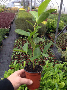 40 Cherry Laurel Hedging apx 30-50cm in Pots  - Great Quality