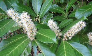 40 Cherry Laurel Hedging apx 30-50cm in Pots  - Great Quality