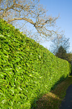 Load image into Gallery viewer, 40 Cherry Laurel Hedging apx 30-50cm in Pots  - Great Quality
