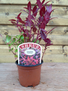 5 Mixed Shrubs - Well Established in Pots - Great Value - 10.5cm Pots
