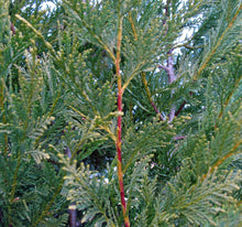 Load image into Gallery viewer, 10 Green Leylandii / Leyland Cypress Hedging apx 40-60cm Tall
