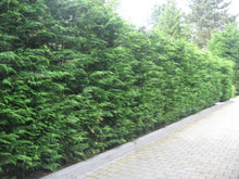 Load image into Gallery viewer, 40 Green Leylandii / Leyland Cypress Hedging apx 40-60cm Tall
