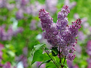 3 Lilac Trees - Apx 40-60cm Tall - Syringa Vulgaris - Fragrant Purple Flowers