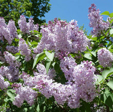 Load image into Gallery viewer, Lilac Bush Tree
