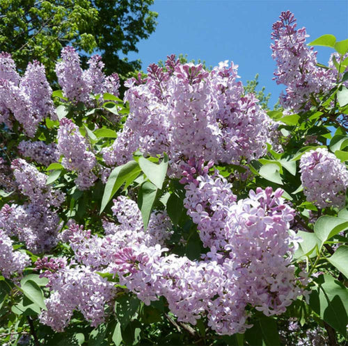 Lilac Bush Tree