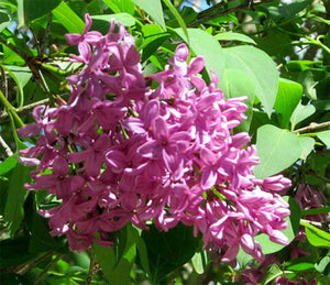 3 Lilac Trees - Apx 40-60cm Tall - Syringa Vulgaris - Fragrant Purple Flowers