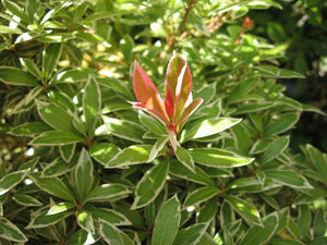 2 Pieris japonica 'Little Heath' (Seconds) 2L Pot