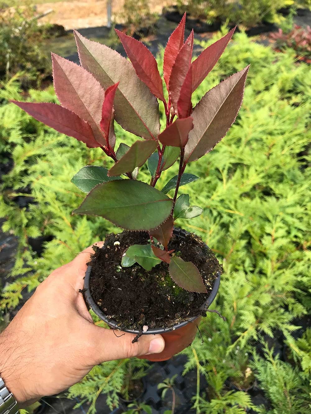 30 Photinia Little Red Robin - Grow as Shrub or Hedging - Approx 15-20cm Tall