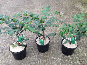 2 Mahonia x media 'Charity' - Winter Flowering Shrub 2L Pots