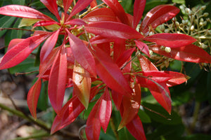 2 Pieris 'Forest Flame' (Seconds) 40-60cm Tall Shrub in Large 2L Pots