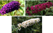 Load image into Gallery viewer, 3 Buddleia &#39;White Profusion&#39; (Seconds) in 2L Pots 2-3ft Tall Buddleja Butterfly Bush
