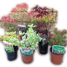Load image into Gallery viewer, 5 Mixed Shrubs - Well Established in Pots - Great Value - 10.5cm Pots
