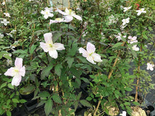 Load image into Gallery viewer, 2 Clematis Montana Rubens - Climbing Plant - Apx 2-3ft in 2L Pot
