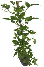 Load image into Gallery viewer, 2 Clematis montana &#39;Grandiflora&#39; Alba 2-3ft in 2L Pot - White Flowers Climber
