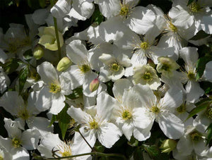 3 Clematis montana 'Grandiflora' Alba 2-3ft in 2L Pot - White Flowers Climber