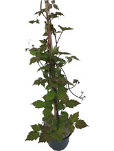 Load image into Gallery viewer, 3 Clematis montana rubens Tetrarose - Climbing Plant - 2-3ft in 2L Pot
