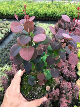 Load image into Gallery viewer, 3 Berberis thunbergii atropurpurea (Japanese barberry) Purple - 20cm Tall
