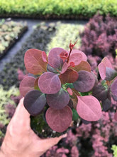 Load image into Gallery viewer, 10 Berberis thunbergii atropurpurea (Japanese barberry) Purple - 30-45cm Tall
