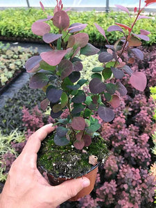 25 Berberis thunbergii atropurpurea (Japanese barberry) Purple - 30-45cm Tall