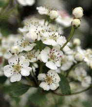 Load image into Gallery viewer, 50 Hawthorn Hedging approx 90cm (3ft) ,Crataegus, Quickthorn,Whitethorn,Native Hedge
