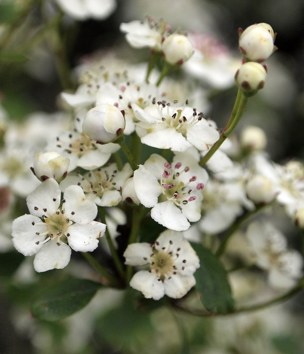 75 Hawthorn Hedging approx 90cm (3ft) ,Crataegus, Quickthorn,Whitethor ...