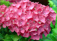 Load image into Gallery viewer, 3 HYDRANGEA (Seconds) macrophylla Red Baron - 2L Pots

