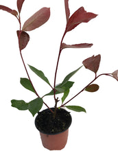 Load image into Gallery viewer, 20 Photinia Red Robin Hedging Plants - approx 25-40cm Tall in Pots
