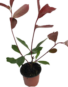 30 Photinia Red Robin Hedging Plants - approx 25-40cm Tall in Pots