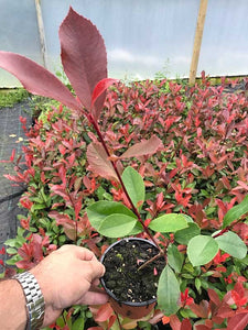 40 Photinia Red Robin Hedging Plants - approx 25-40cm Tall in Pots