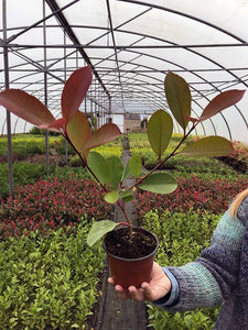 50 Photinia Red Robin Hedging Plants - approx 25-40cm Tall in Pots