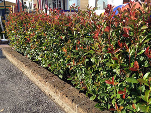 25 Photinia Red Robin Hedging Plants - approx 25-40cm Tall in Pots