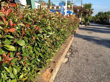 Load image into Gallery viewer, 25 Photinia Little Red Robin - Grow as Shrub or Hedging - Approx 20-30cm Tall
