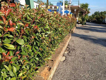 Load image into Gallery viewer, 40 Photinia Little Red Robin - Grow as Shrub or Hedging - Approx 20-30cm Tall
