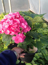 Load image into Gallery viewer, 3 HYDRANGEA (Seconds) macrophylla Red Baron - 2L Pots
