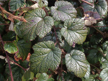 Load image into Gallery viewer, 1 RUBUS Tricolor in 2L Pots - (Seconds) Evergreen Low Growing Ground Cover Plant
