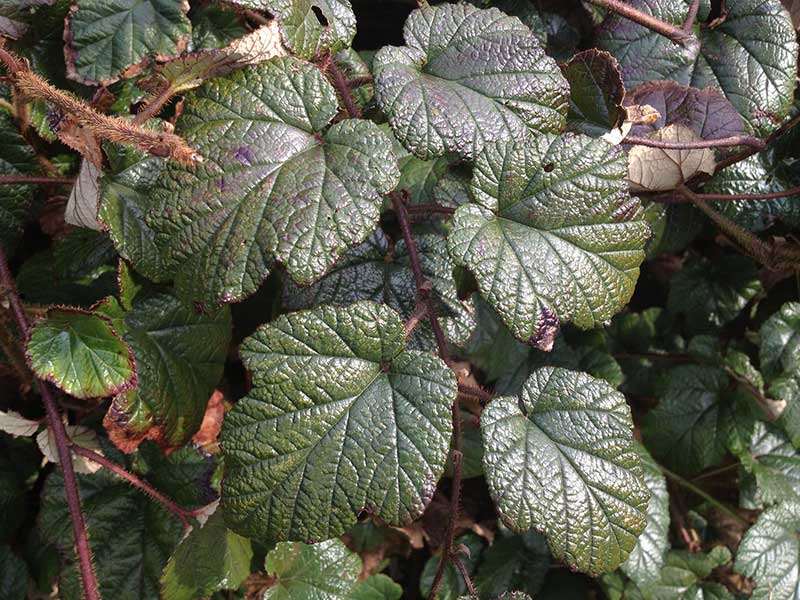 Tricolor Raspberry Ground Cover 2 RUBUS Tricolor in 2L Pots - (Seconds) Evergreen Low Growing Ground C ...