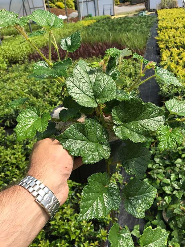 Tricolor Raspberry Ground Cover 2 RUBUS Tricolor in 2L Pots - (Seconds) Evergreen Low Growing Ground C ...