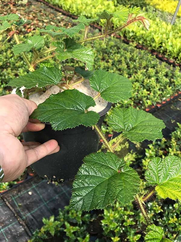 Tricolor Raspberry Ground Cover 1 RUBUS Tricolor in 2L Pots - (Seconds) Evergreen Low Growing Ground C ...