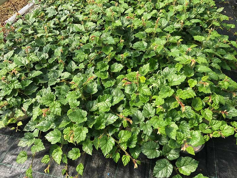 Tricolor Raspberry Ground Cover 2 RUBUS Tricolor in 2L Pots - (Seconds) Evergreen Low Growing Ground C ...