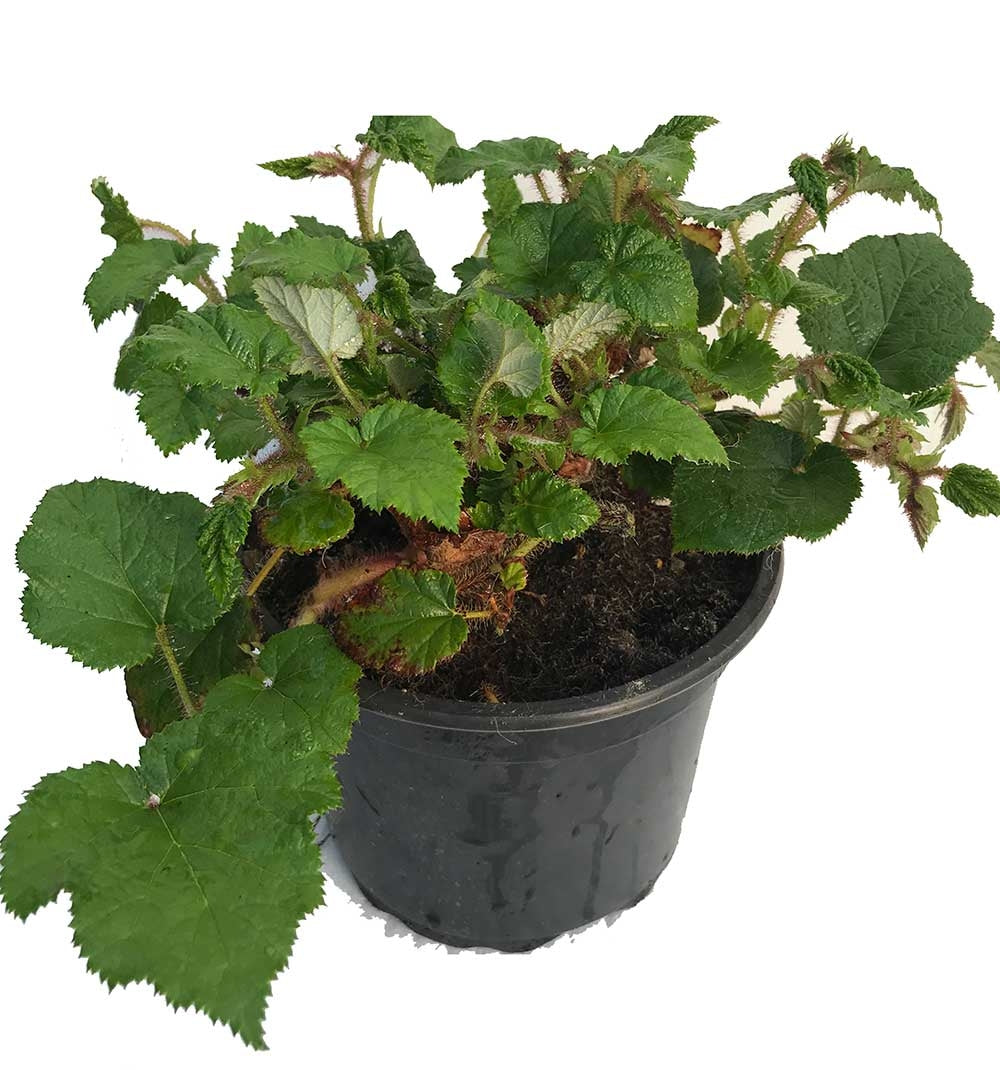 Tricolor Raspberry Ground Cover 2 RUBUS Tricolor in 2L Pots - (Seconds) Evergreen Low Growing Ground C ...